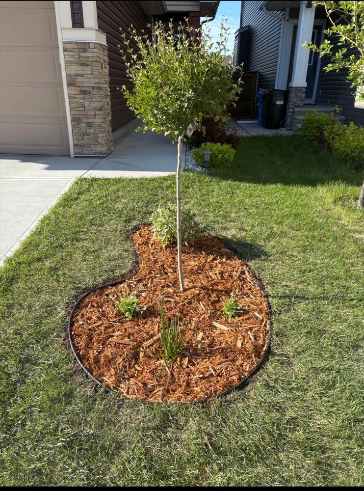 Curved mulch bed with edging set into a front lawn