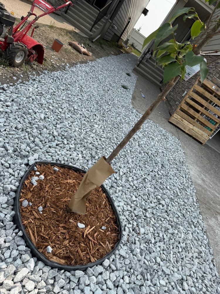 Decorative rock bed with a clean-edged mulch ring around a new tree
