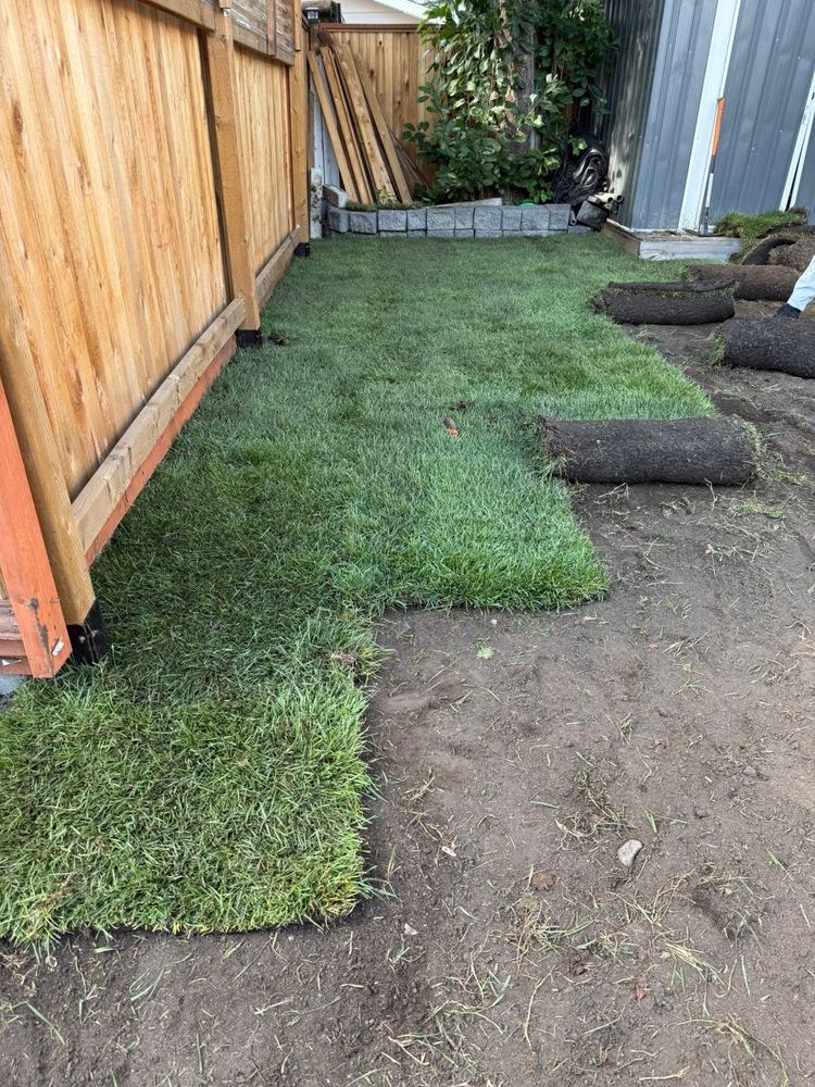 Sod being rolled out over prepared soil along a fence line